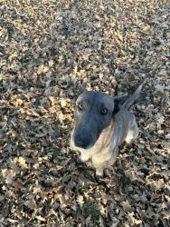 Lost Female Dog last seen 15th&tieton, Yakima, WA 98902