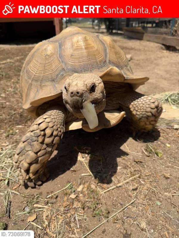 Lost Male Other last seen Meadview and Placerita, Santa Clarita, CA 91321