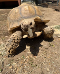Lost Male Other last seen Meadview and Placerita, Santa Clarita, CA 91321