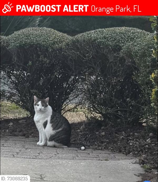 Lost Male Cat last seen Oakleaf plantation athletic center phase 1, Orange Park, FL 32065