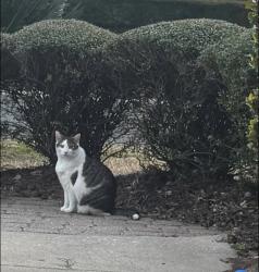 Lost Male Cat last seen Oakleaf plantation athletic center phase 1, Orange Park, FL 32065