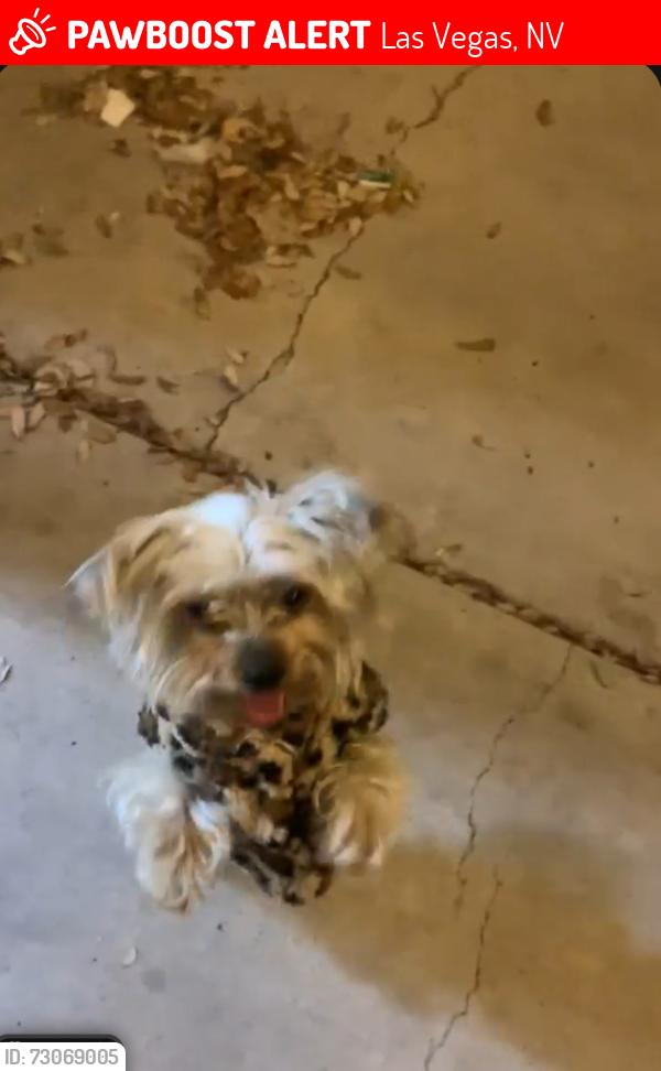 Lost Female Dog last seen Near E Spring Harvest Dr Las Vegas,, Las Vegas, NV 89142