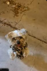 Lost Female Dog last seen Near E Spring Harvest Dr Las Vegas,, Las Vegas, NV 89142