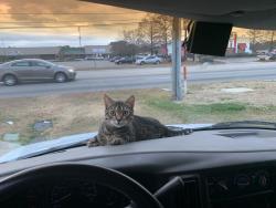 Lost Male Cat last seen Huntington Place, Florence, SC 29505