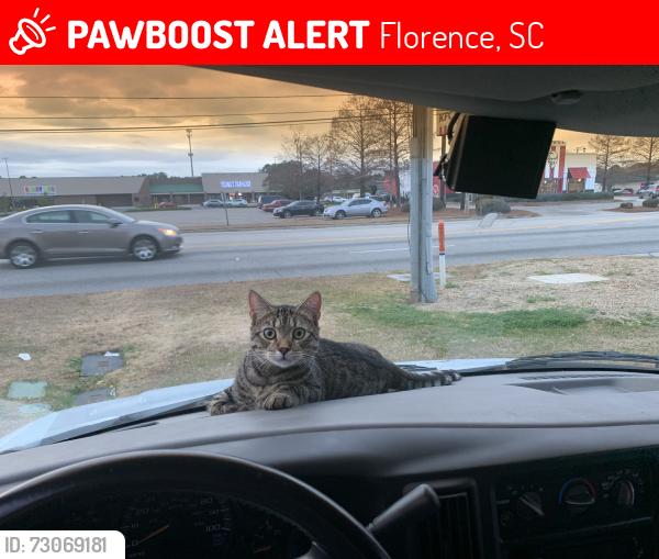 Lost Male Cat last seen Huntington Place, Florence, SC 29505