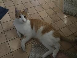 Lost Male Cat last seen Water st & Dickel st, Anaheim, CA 92805