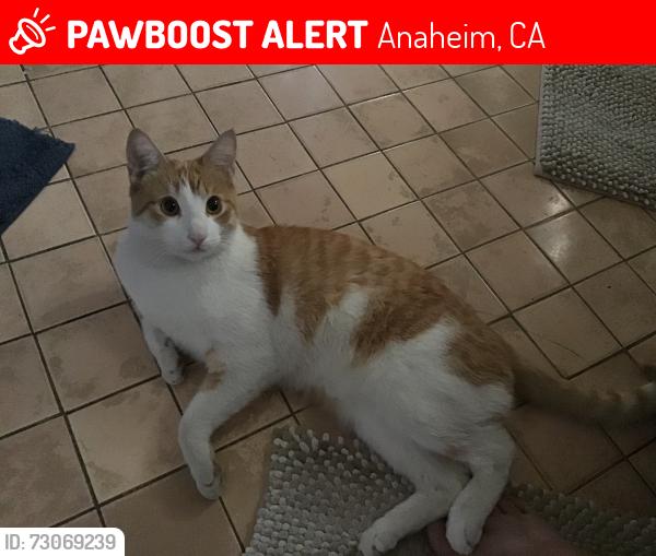 Lost Male Cat last seen Water st & Dickel st, Anaheim, CA 92805