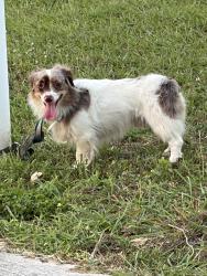 Found/Stray Male Dog last seen Blalock and Gessner, Houston, TX 77080