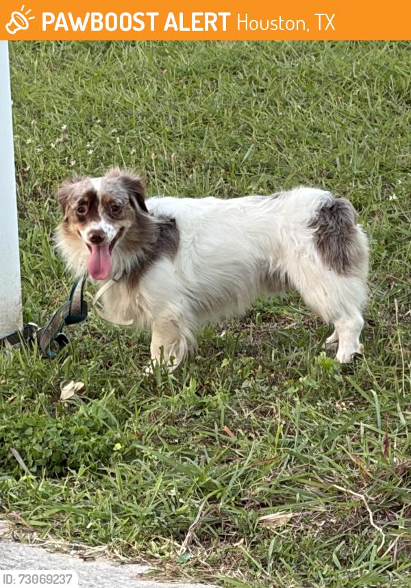 Found/Stray Male Dog last seen Blalock and Gessner, Houston, TX 77080