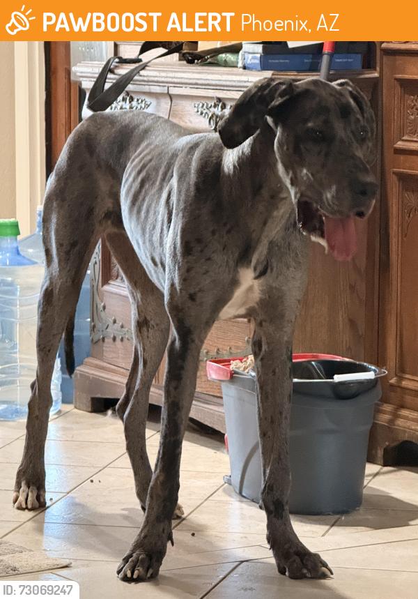 Found/Stray Female Dog last seen 34th st and flower, Phoenix, AZ 85018