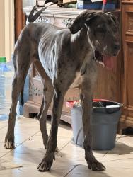 Found/Stray Female Dog last seen 34th st and flower, Phoenix, AZ 85018