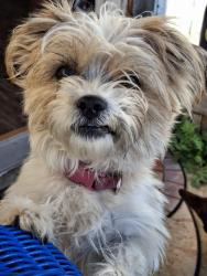Lost Female Dog last seen Kelly and 8th, Odessa, TX 79763