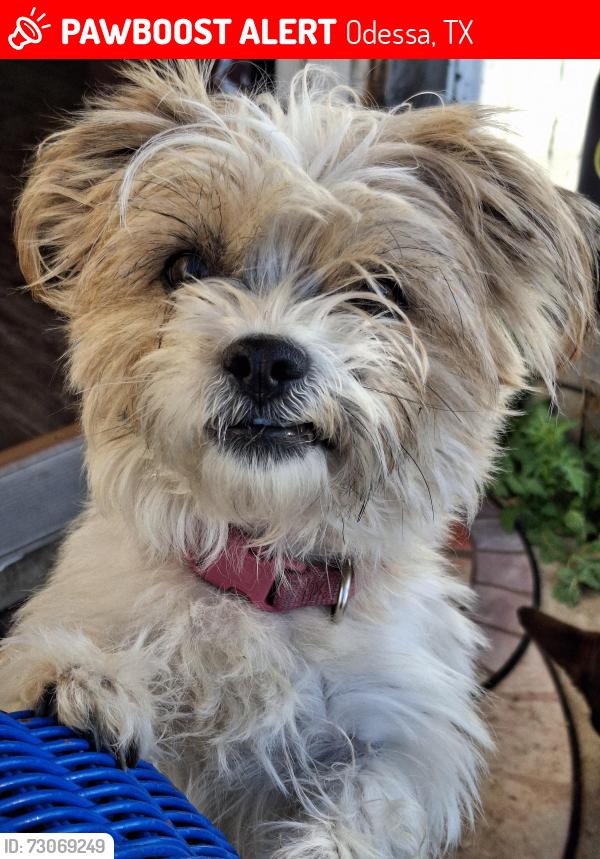 Lost Female Dog last seen Kelly and 8th, Odessa, TX 79763