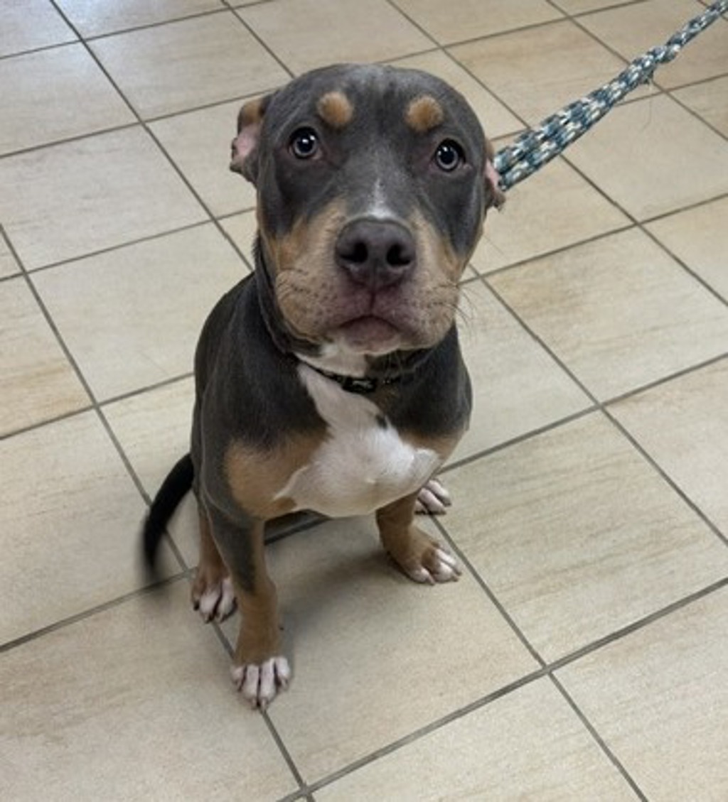 Shelter Stray Male Dog last seen Dam Neck, VIRGINA BEACH, VA, 341 S Birdneck Rd, Virginia Beach, VA 23451, USA