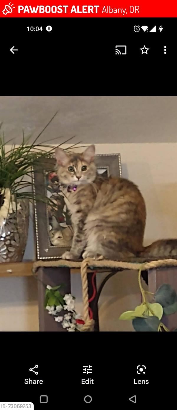 Lost Female Cat last seen Queen ave albany, Albany, OR 97321