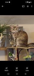 Lost Female Cat last seen Queen ave albany, Albany, OR 97321