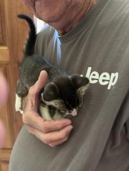 Found/Stray Unknown Cat last seen Near Big Springs Road at our front door, Christiana, TN 37037