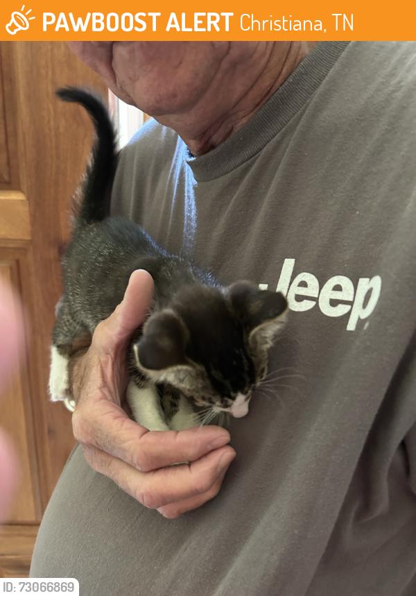 Found/Stray Unknown Cat last seen Near Big Springs Road at our front door, Christiana, TN 37037