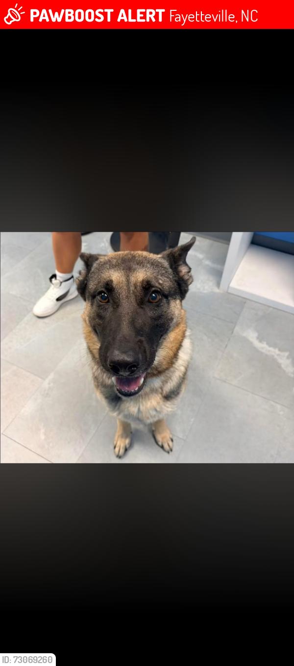 Lost Male Dog last seen Montebello/Bone Creek, Fayetteville, NC 28304