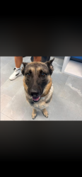 Lost Male Dog last seen Montebello/Bone Creek, Fayetteville, NC 28304