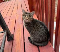 Lost Female Cat last seen Near Jordan Lane Carrollton ga, Carrollton, GA 30116