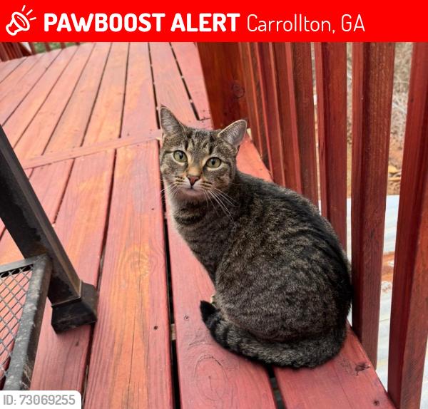 Lost Female Cat last seen Near Jordan Lane Carrollton ga, Carrollton, GA 30116