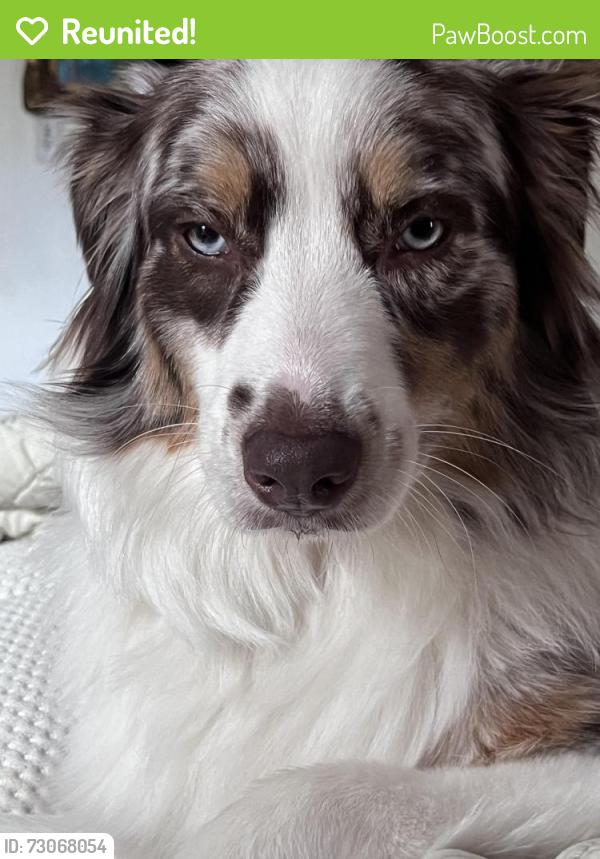 Reunited Female Dog last seen Ottawa, Citrus Hills, FL 34442