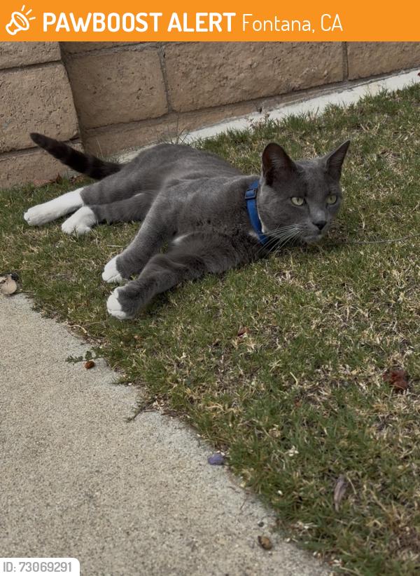 Found/Stray Unknown Cat last seen Sierra, Fontana, CA 92337