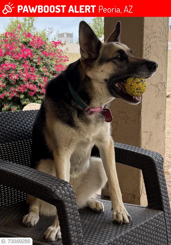 Lost Female Dog last seen W Westland Rd & 127th, Vistancia, Peoria, AZ 85383