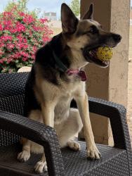 Lost Female Dog last seen W Westland Rd & 127th, Vistancia, Peoria, AZ 85383