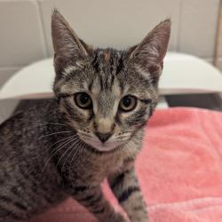 Shelter Stray Female Cat last seen , 54687 Co Rd 19, Bristol, IN 46507, USA