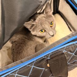 Shelter Stray Female Cat last seen , Animal Care & Control Team of Philly, 111 W Hunting Park Ave, Philadelphia, PA 19140, USA