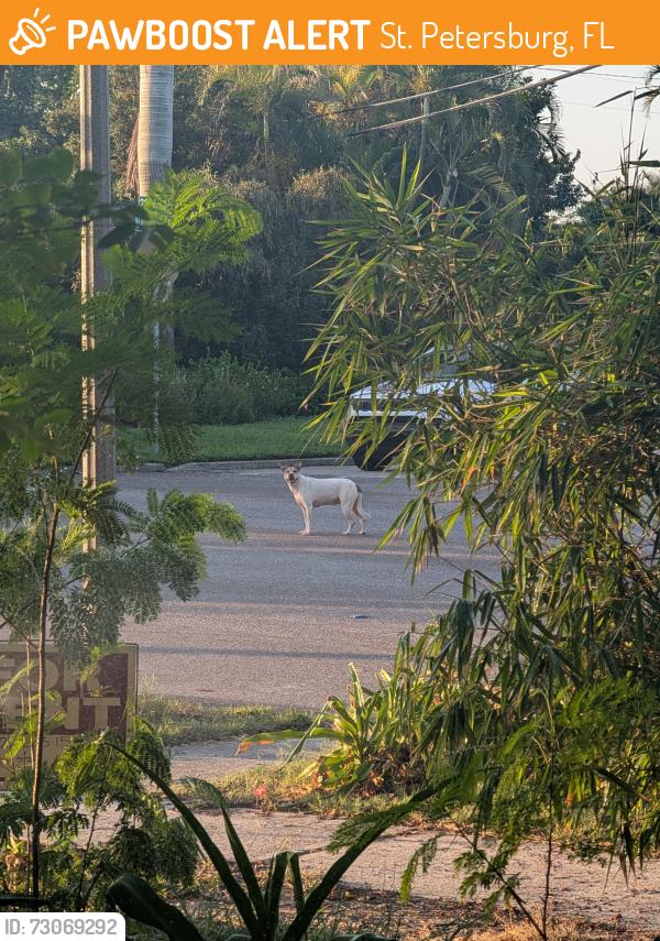 Found/Stray Unknown Dog last seen 22nd Ave SE, St. Petersburg, FL 33705