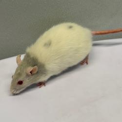 Shelter Stray Male Other last seen , 3607 N Armenia Ave, Tampa, FL 33607, USA