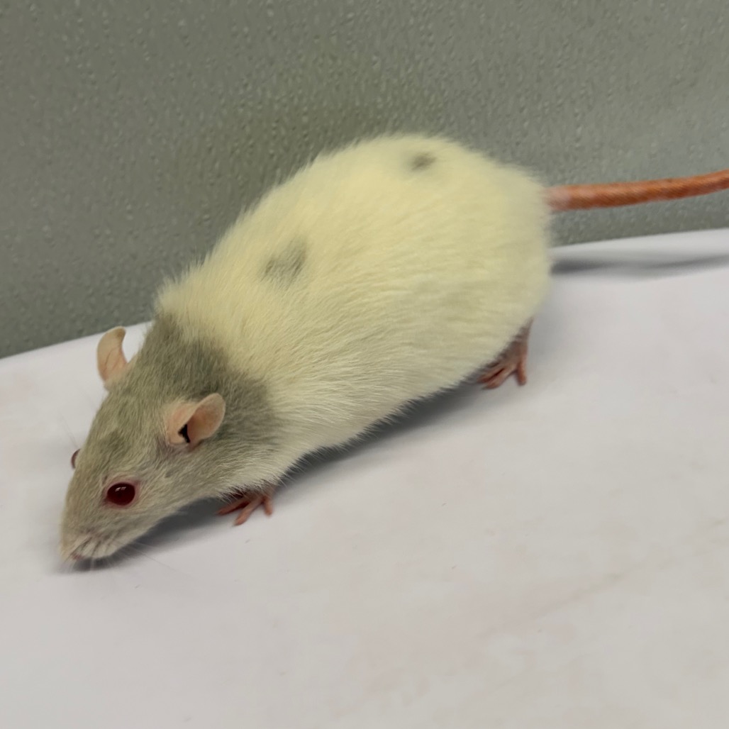Shelter Stray Male Other last seen , 3607 N Armenia Ave, Tampa, FL 33607, USA