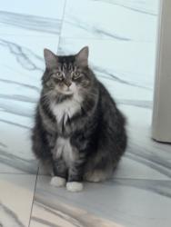 Reunited Female Cat last seen 59th Avenue North and 44th Street, St. Petersburg, FL 33714