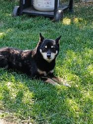 Lost Male Dog last seen Near and pecos, Denver, CO 80221