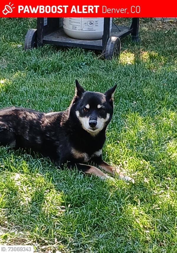 Lost Male Dog last seen Near and pecos, Denver, CO 80221
