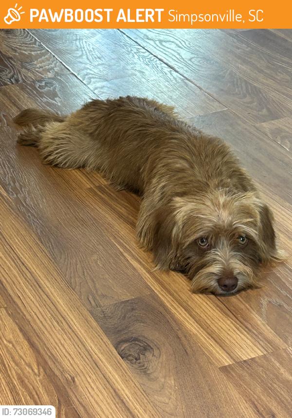 Found/Stray Female Dog last seen Baker rd, Simpsonville, SC 29681