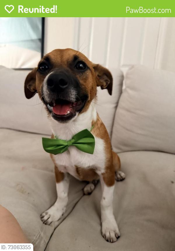 Reunited Male Dog last seen Club side drive , Tampa, FL 33624