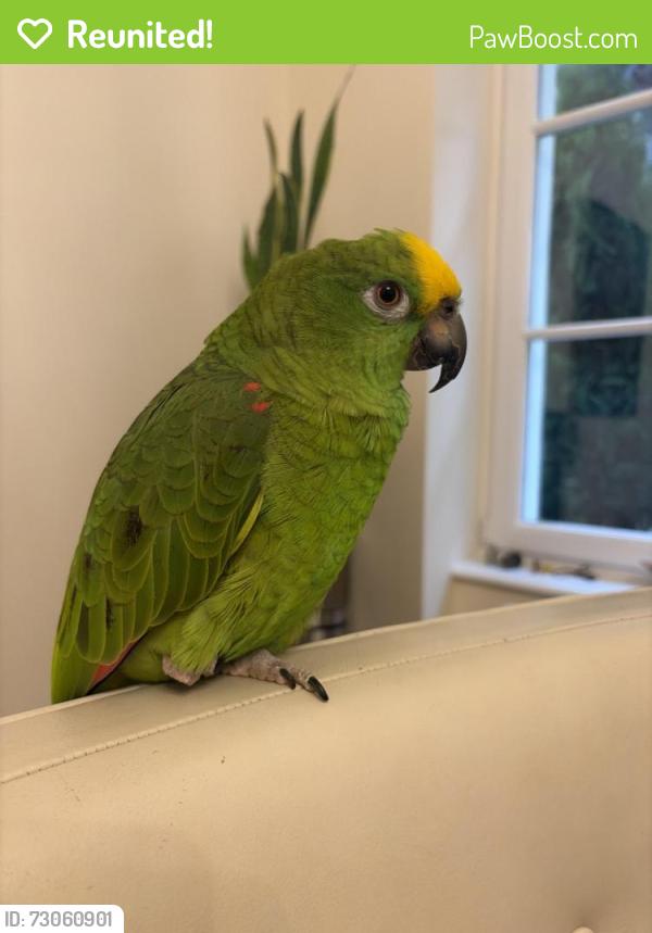 Reunited Female Bird last seen By the beach and tall buildings, Hallandale Beach, FL 33009