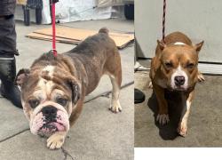 Found/Stray Male Dog last seen Home Depot, Hawthorne, CA 90250