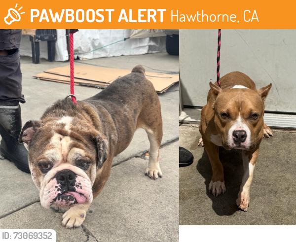 Found/Stray Male Dog last seen Home Depot, Hawthorne, CA 90250