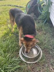 Found/Stray Female Dog last seen Texas hallow rd, Salem, VA 24153