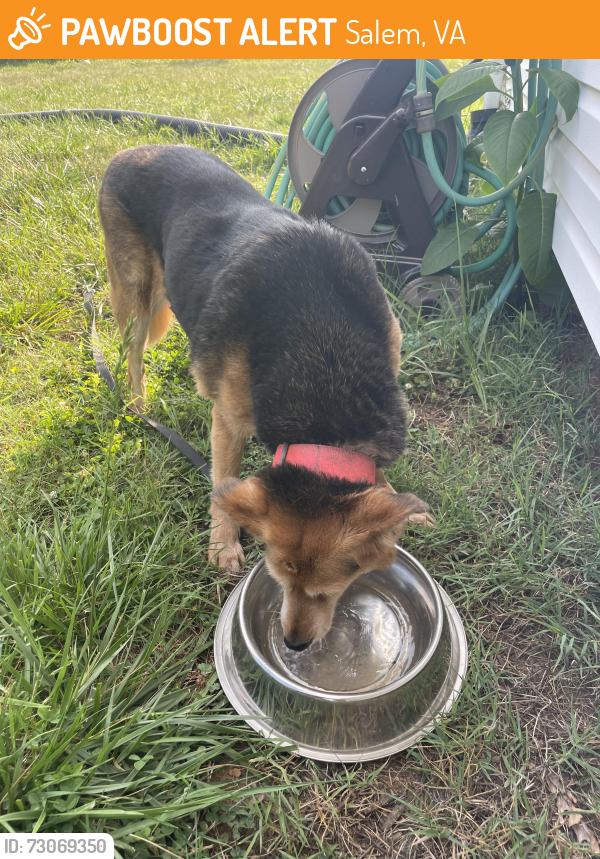 Found/Stray Female Dog last seen Texas hallow rd, Salem, VA 24153