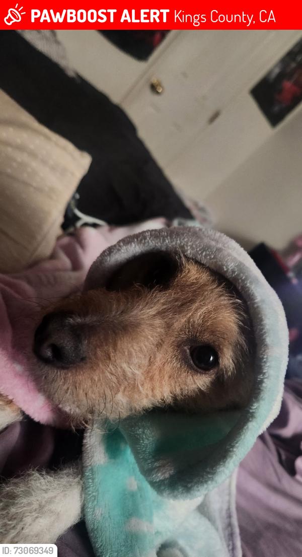 Lost Male Dog last seen Kansas and 6th street, Kings County, CA 93230