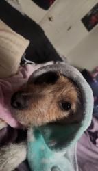 Lost Male Dog last seen Kansas and 6th street, Kings County, CA 93230