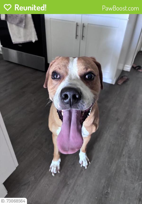 Reunited Male Dog last seen Near Katelin Cir, Leesburg, FL 34748, USA, Leesburg, FL 34748