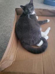 Lost Male Cat last seen Antilles Dr and Morton Drive Rose Park, Salt Lake City, UT 84116
