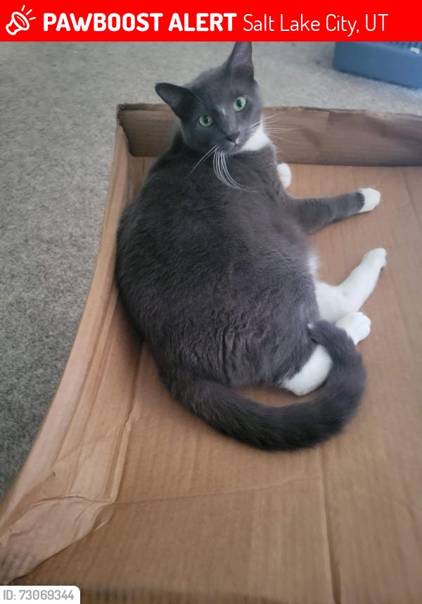 Lost Male Cat last seen Antilles Dr and Morton Drive Rose Park, Salt Lake City, UT 84116